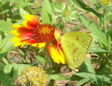 Cloudless Giant Sulphur Butterfly, October 3, 2012, Georgia, USA