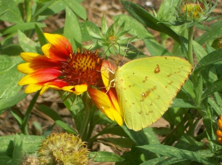 Cloudless Giant Sulphur Butterfly, October 3, 2012, Georgia, USA