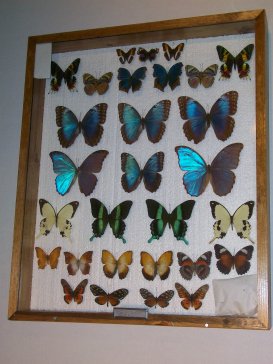 More Tropical and Exotic Butterflies and Moths, All Purchased from Ianni