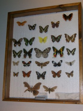 A Display Case of Specimens, Many of a Somewhat Lesser Quality