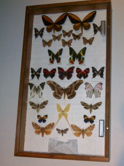 Tropical and Exotic Butterflies and Moths, Purchased from Ianni, Along with Some Domestic Specimens
