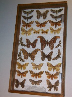 Display Case of Sphinx and Silk Moths, Mostly Caught in North Carolina