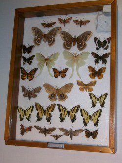 Original Lepidoptera Display from my Second Year in 4-H, 1984; These Specimens are Between 29-31 Years Old.
