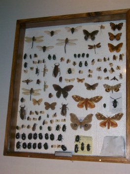 Entomology Display Case, Holding Some Butterflies and Moths; Most Insects are Between 30-35 Years Old
