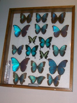 Blue Morphos and Other Tropical and Exotic Butterflies, Mostly Purchased from Ianni