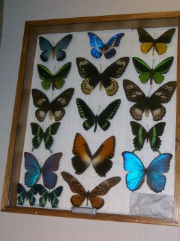 Tropical and Exotic Butterflies, All Purchased from Ianni