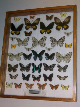 Tropical and Exotic Butterflies, Mostly Purchased from Ianni; and Domestic Butterflies and Moths