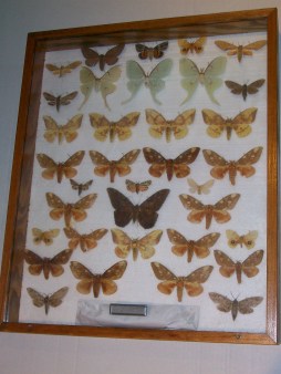 Imperial, Regal, Luna, Sphinx, and Other Silk Moths from North Carolina; and Black Witch from Florida