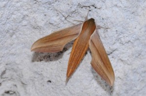 Tersa Sphinx Moth (Photo Credit: http://www.coralreefphotos.com/tersa-sphinx-moth-xylophanes-tersa-tersa-moths/tersa-sphinx-hodges-xylophanes-tersa/)