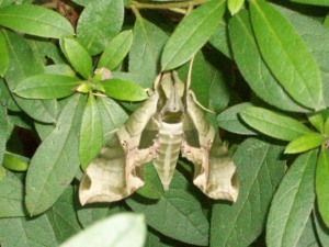 Pandora Sphinx Moth, Snellville, Georgia, September 4, 2015